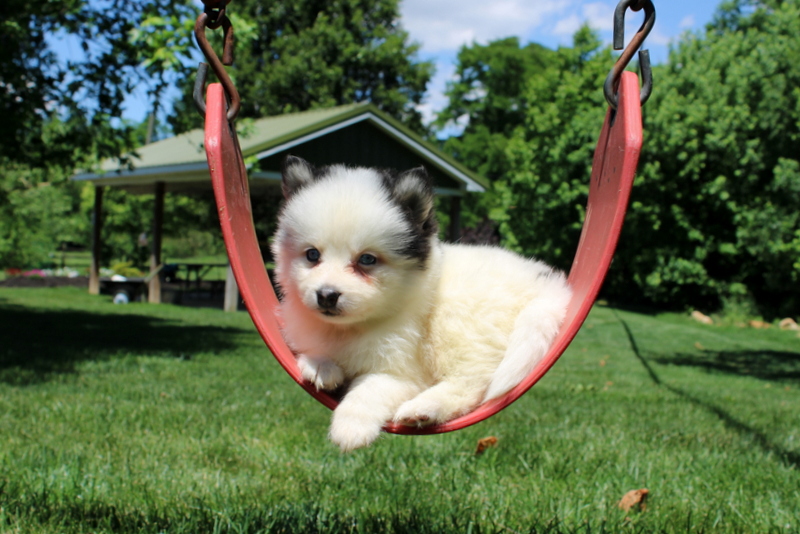 puppy, for, sale, Pomsky, Matthew B. Stoltzfus, dog, breeder, Gap, PA, dog-breeder, puppy-for-sale, forsale, nearby, find, puppyfind, locator, puppylocator, aca